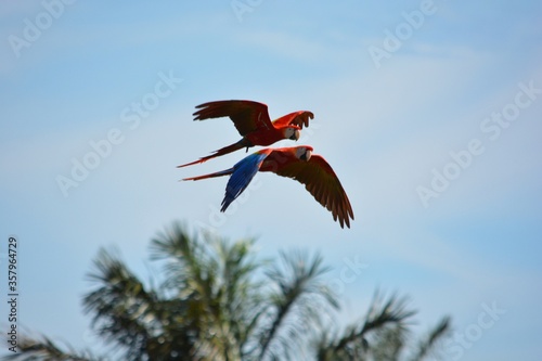 Colorful macaws flying in the Amazon Rainforest photo