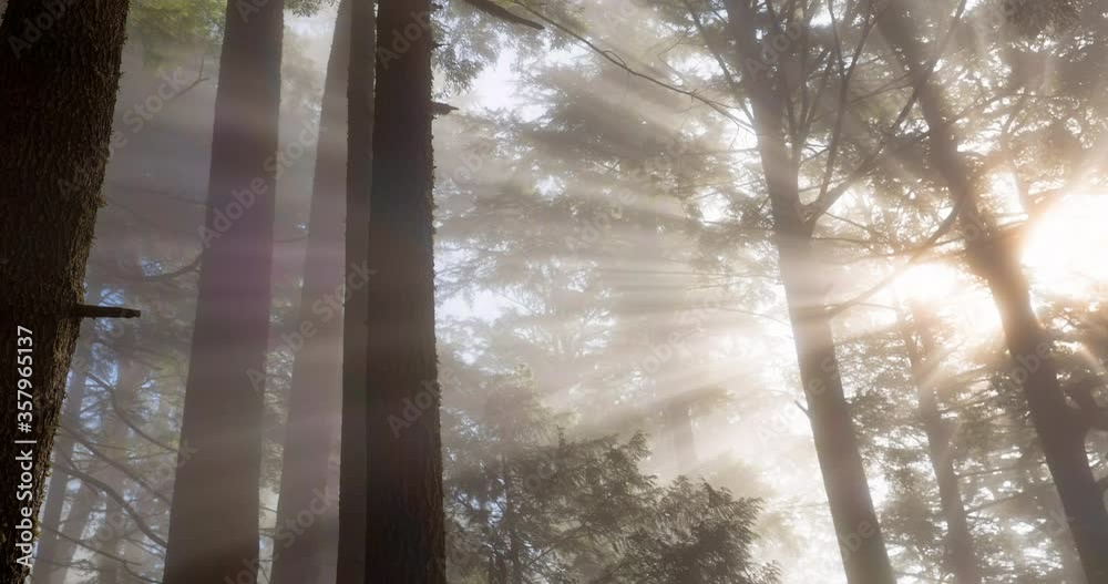 Low angle lockdown shot of sun rays through tree trunks in forest - Tofino, Canada