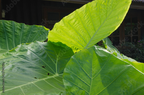 Bight green leaves of ear elephant tree in sunlight photo