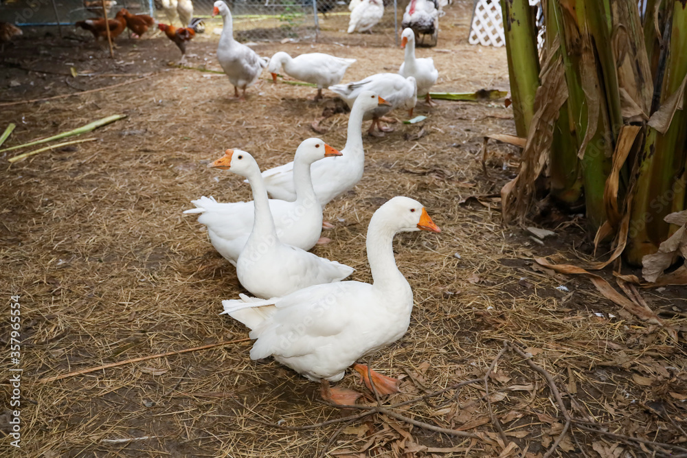 Obraz premium Group white goose in farm at thailand