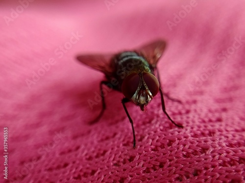 Close up shot of a housefly