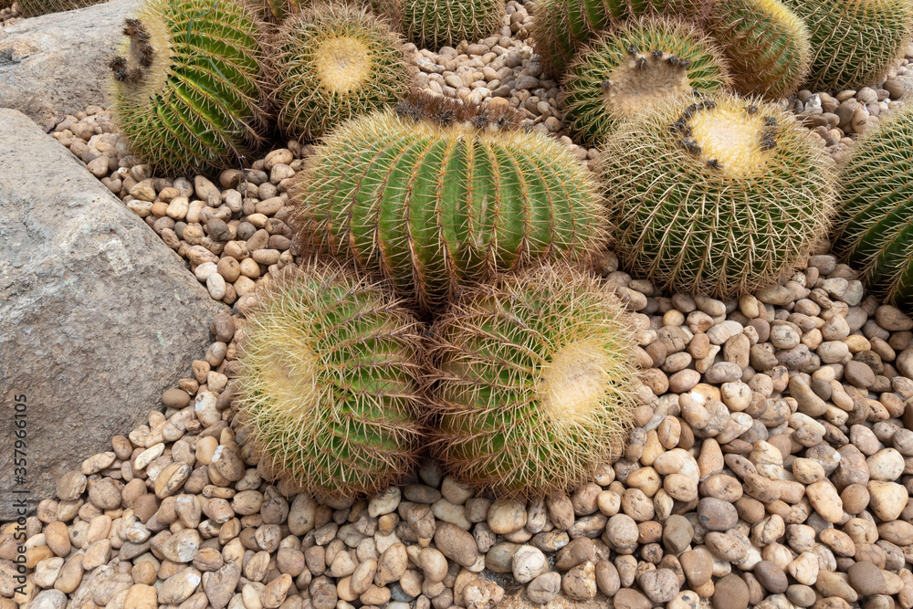 Many cactus in the garden Many cactus in the garden