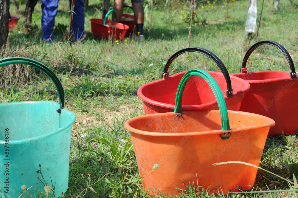 Colourful plastic buckets waiting to be filled with grapes; grapevines and pickers in the background Colourful plastic buckets waiting to be filled with grapes; grapevines and pickers in the background