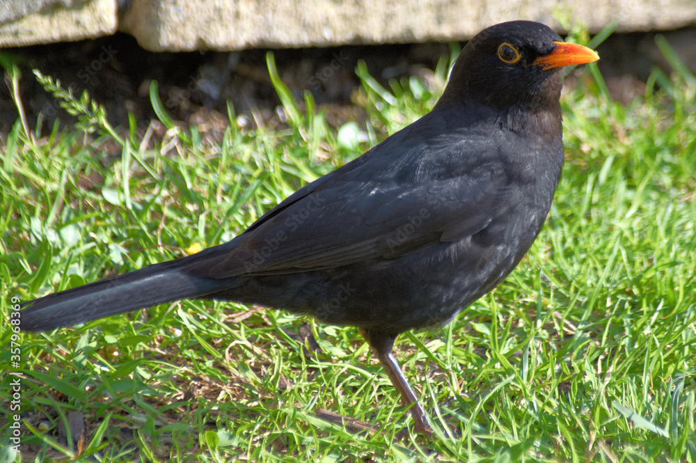blackbird on the grass blackbird on the grass