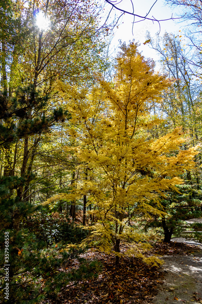 Obraz premium Gibbs Garden, Ball Ground, GA/USA - 11/04/2018 - Colorful trees reflecting off the water in autumn.