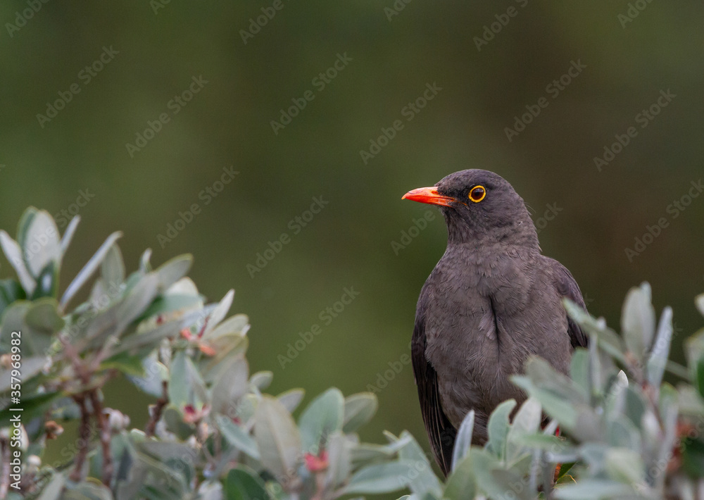 birds (Turdus fuscater) Great Thrush birds (Turdus fuscater) Great Thrush