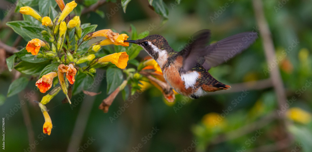 Hummingbird - White-bellied Woodstar (Chaetocercus mulsant) Hummingbird - White-bellied Woodstar (Chaetocercus mulsant)