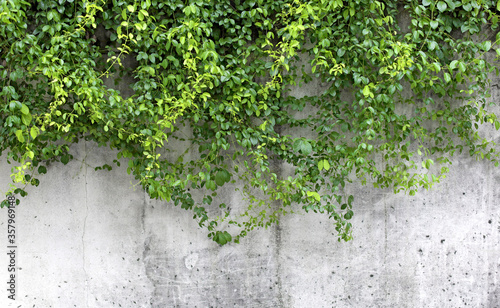 Bunch of ivy cover the wall © rungnapa