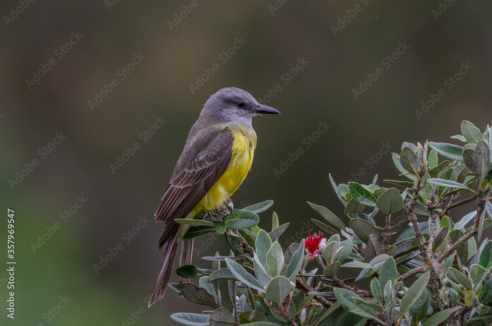 Fototapeta premium birds (Tyrannus melancholicus) Tropical Kingbird
