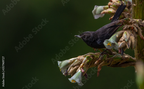 Black Flowerpiercer  (Diglossa humeralis) coal birds photo