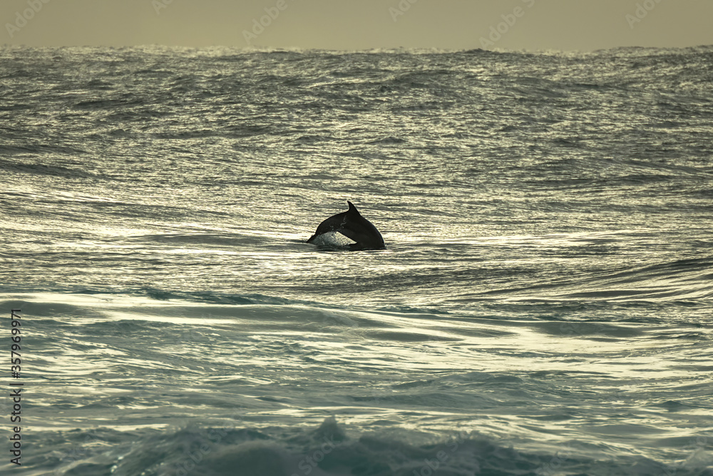 Fototapeta premium Dolphin at sunrise, Sydney Australia