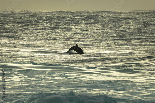 Dolphin at sunrise, Sydney Australia © Gary