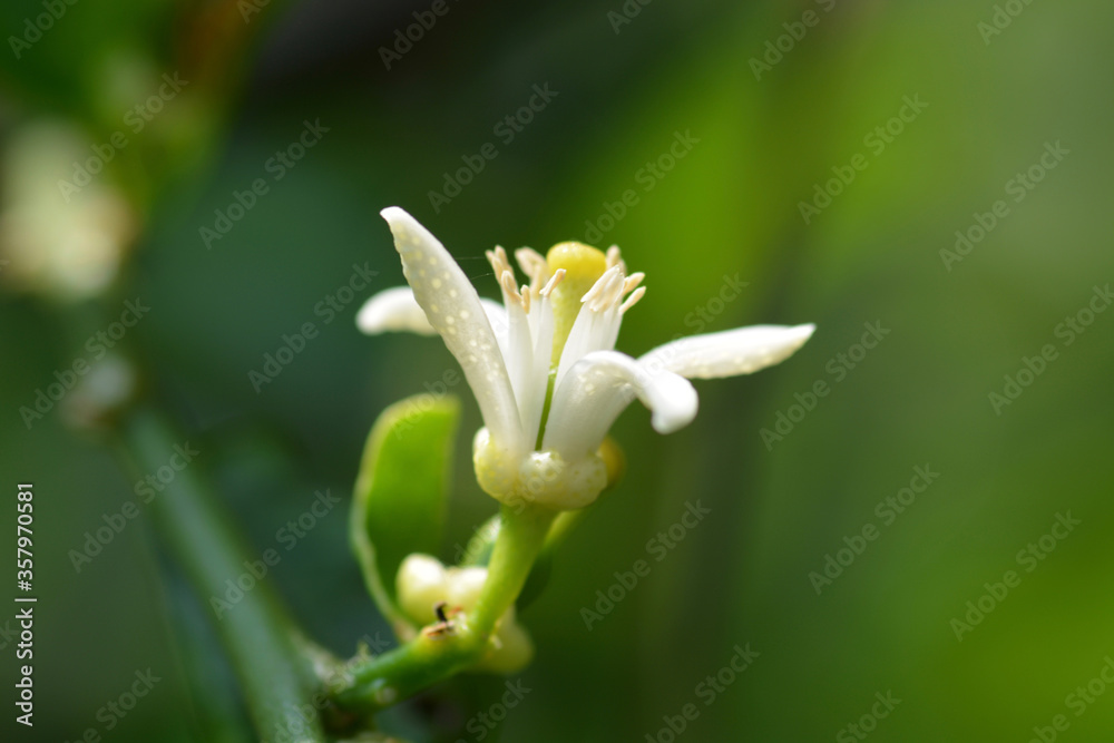 Fototapeta premium close up and macro white flower
