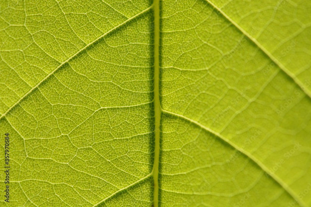 Obraz premium close up and macro green leaf. background and texture 