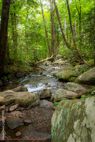 stream in the forest