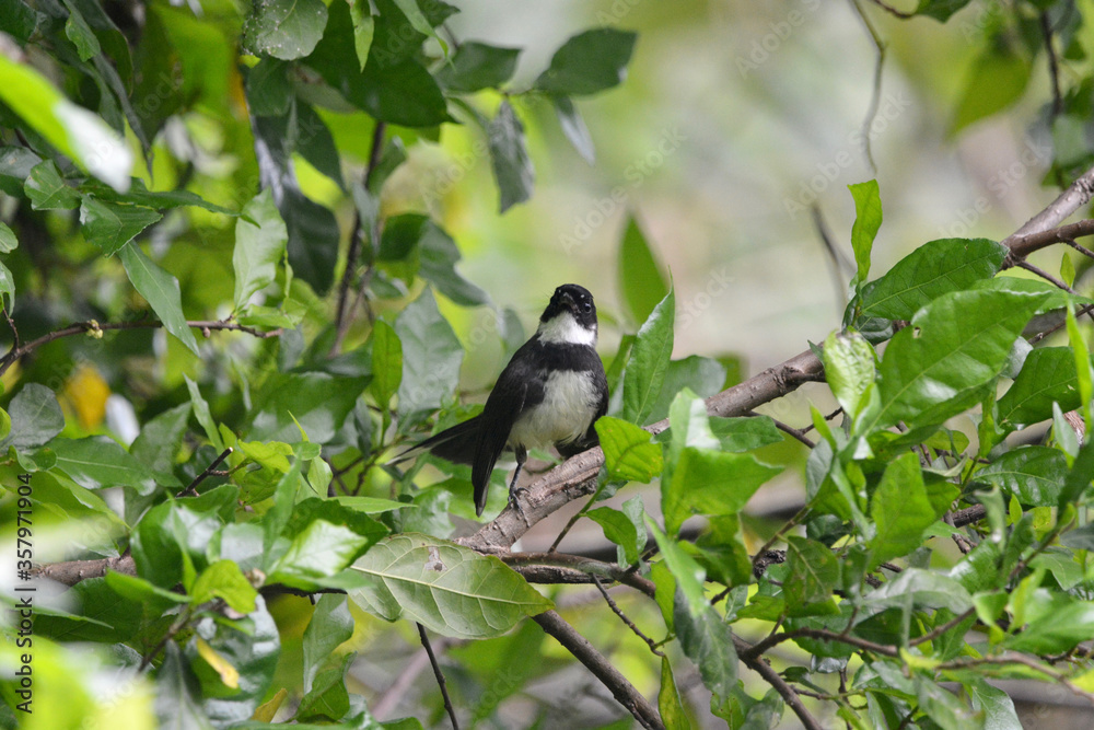 Obraz premium black robin on a branch in the garden 
