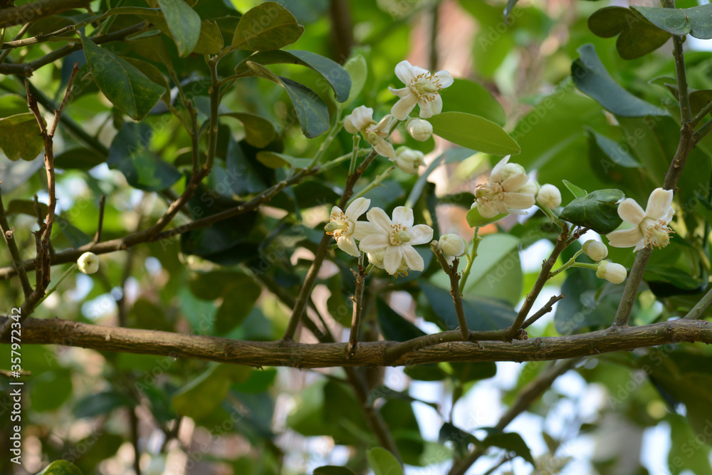 white flower on a tree white flower on a tree