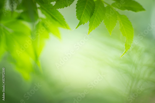 Closeup view of green leaf in sunlight for nature background with copy space for text.