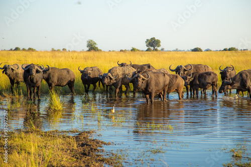 africa buffalo