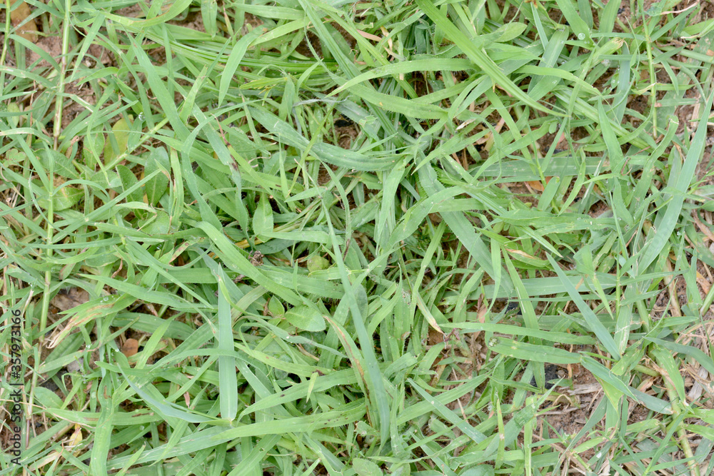 green grass background