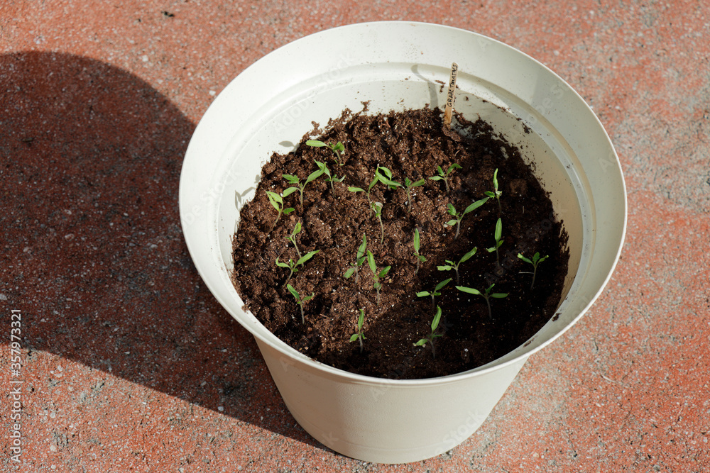 Small Grape Tomato Seedling Plants Growing Outside in One Pot Small Grape Tomato Seedling Plants Growing Outside in One Pot