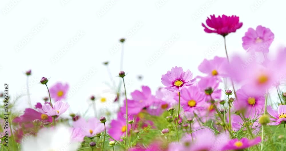 Cosmos field. Cosmos field.