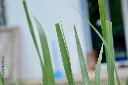 green grass on white background