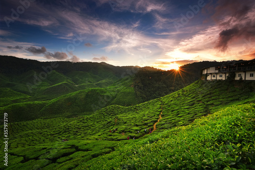 Beautiful sunset in Cameron highlands tea valley
