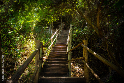 Rustic wooden staircase surrounded by lush vegetation. Wooden steps without people. © Horacio Selva