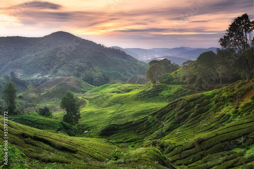 Beautiful sunrise over the tea plantation in Cameron highlands, Malaysia  © fiz_zero