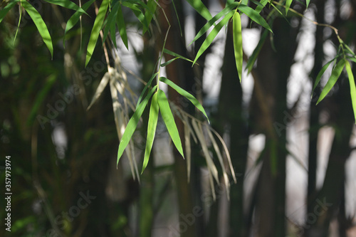 Bamboo leaves in the morning
