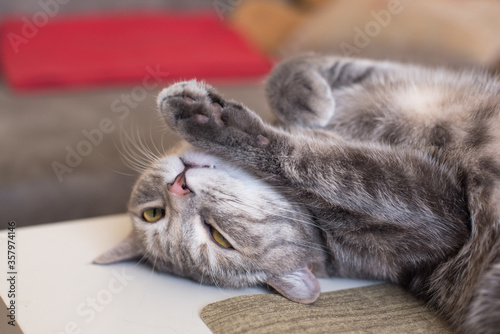 Young tabby cat lies on a table resting clutching its paws