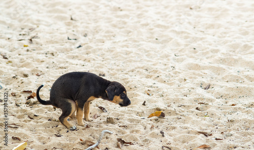 Fotografie Funny action of a black puppy is dropping doggie poo on the sand
