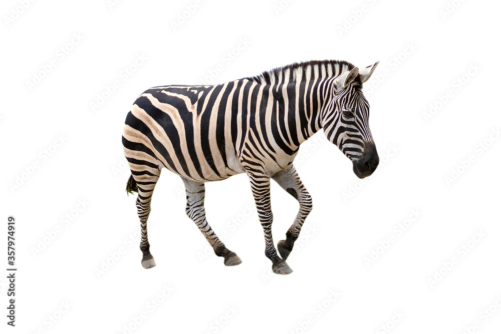 Obraz premium Beautiful zebra isolated on white background. with clipping paths.