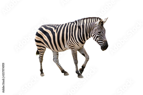 Beautiful zebra isolated on white background. with clipping paths.