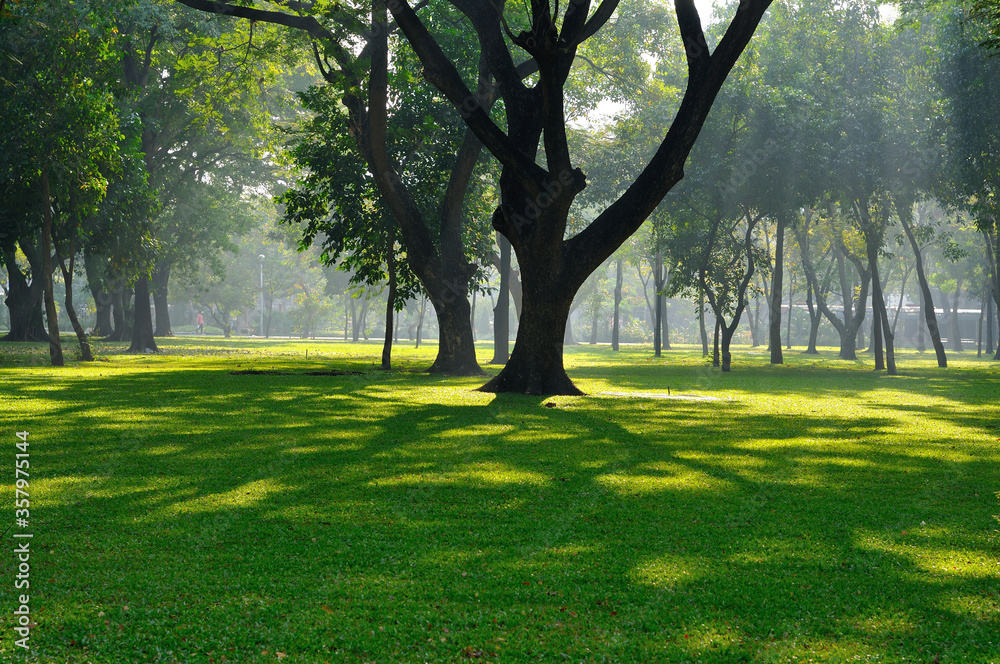 Obraz premium Morning Sunlight