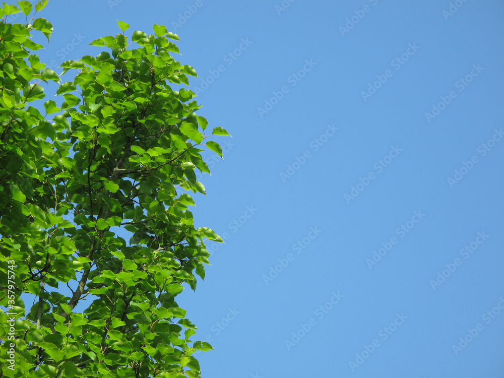 Tree branch with fresh green leaves during sunny spring day on blue sky background. Space for text. Spring mood. Natural backgrounds. young green shoots. Tree branch with fresh green leaves during sunny spring day on blue sky background. Space for text. Spring mood. Natural backgrounds. young green shoots.
