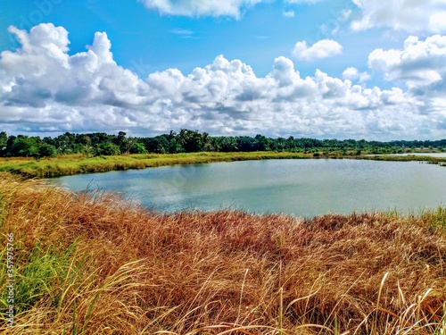 summer landscape with lake