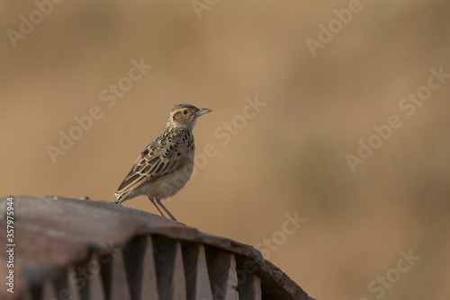 African Lark sitting on a metal structure seen at Masai mara, Kenya, Africa photo