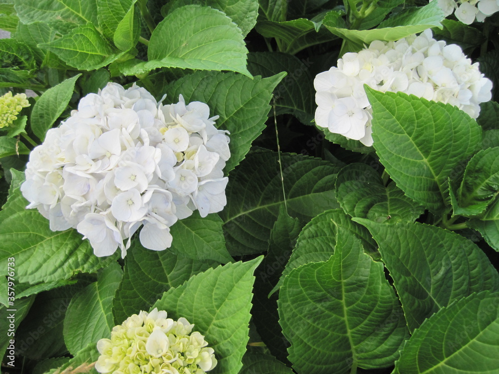 white hydrangea white hydrangea