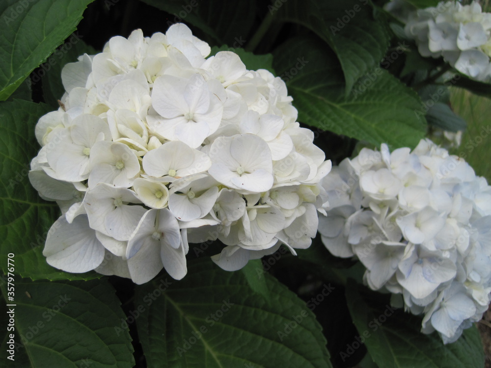 white hydrangea white hydrangea