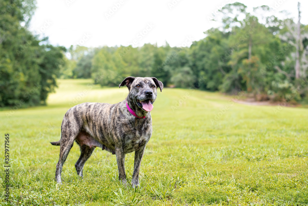 Pitbull mix dog enjoying a sunny day at the park Pitbull mix dog enjoying a sunny day at the park