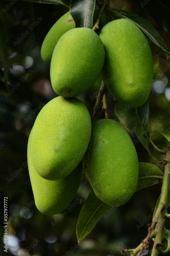 Mango Fruit and Green Leaf