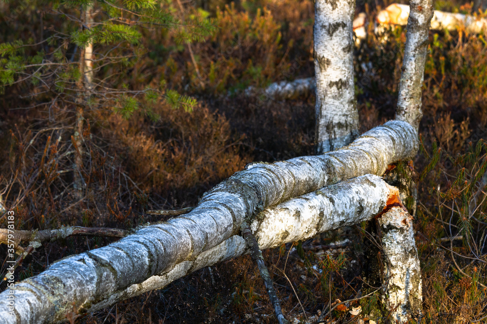 trees in forest