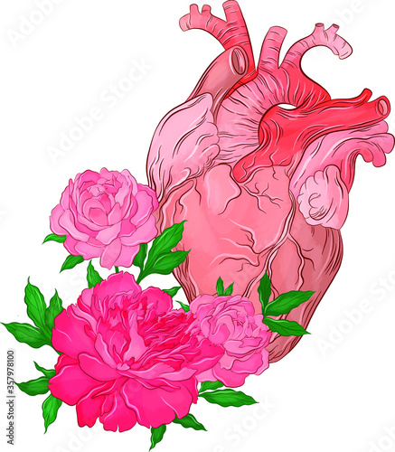 human heart and pink peonies