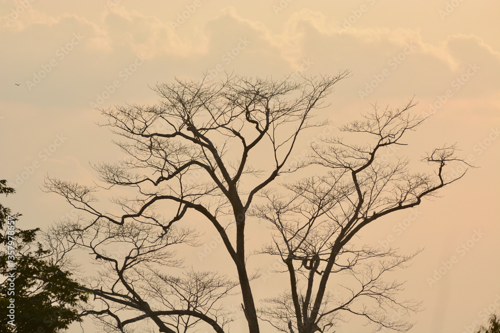 silhouette of tree in the evening silhouette of tree in the evening