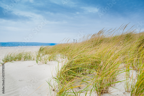 Fototapeta Naklejka Na Ścianę i Meble -  Marram grass blowing in wind on beach in coastal New England USA