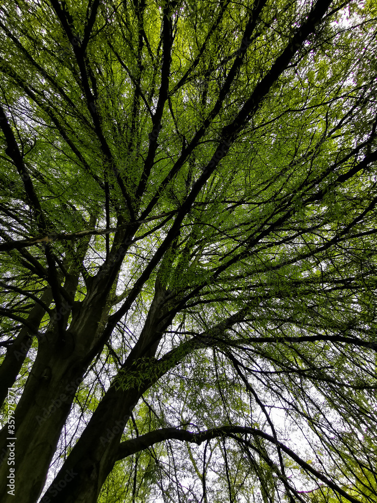 Giant Green Autumn Spring Trees Deciduous Leaves Branches