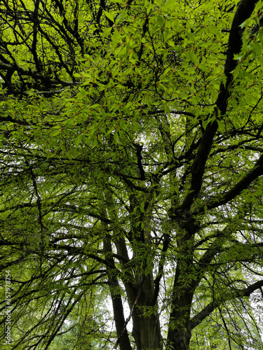 Giant Green Autumn Spring Trees Deciduous Leaves Branches