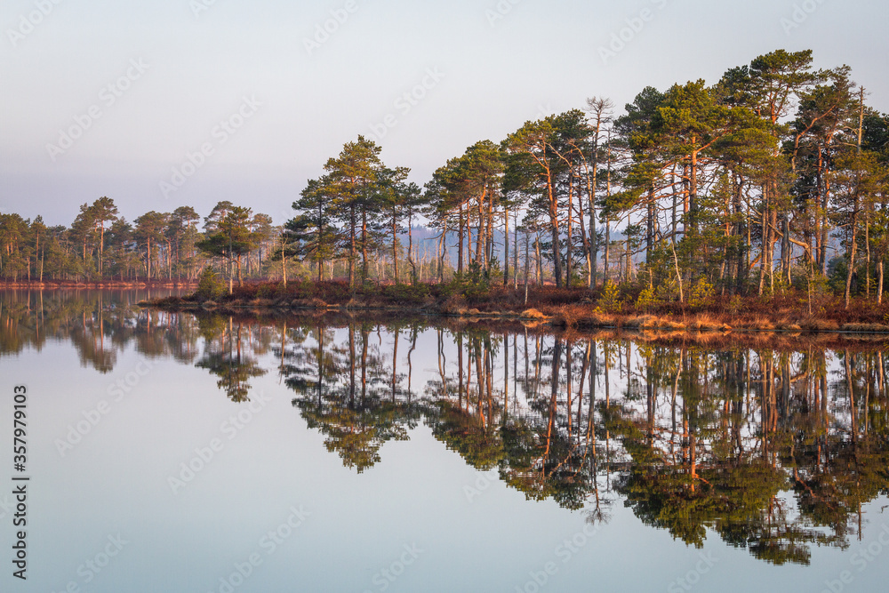 Fototapeta premium Swamp on a beautiful sunny day in great colors